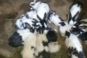 New Funny And Cute Rabbit Video 2020 & Animal Video 2020