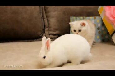 1 cute kitten VS 1 cute rabbit in 1 battle