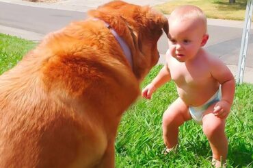Funny Dogs and Babies Are Best Friends