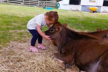 Funniest Moment Between Babies and Cow | Funny Babies and Pets
