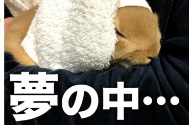 【うさぎ】抱っこされて眠ってしまったウサギ【ネザーランドドワーフ】Rabbit vlog #16 A baby rabbit starts to sleep in owner’s arms.