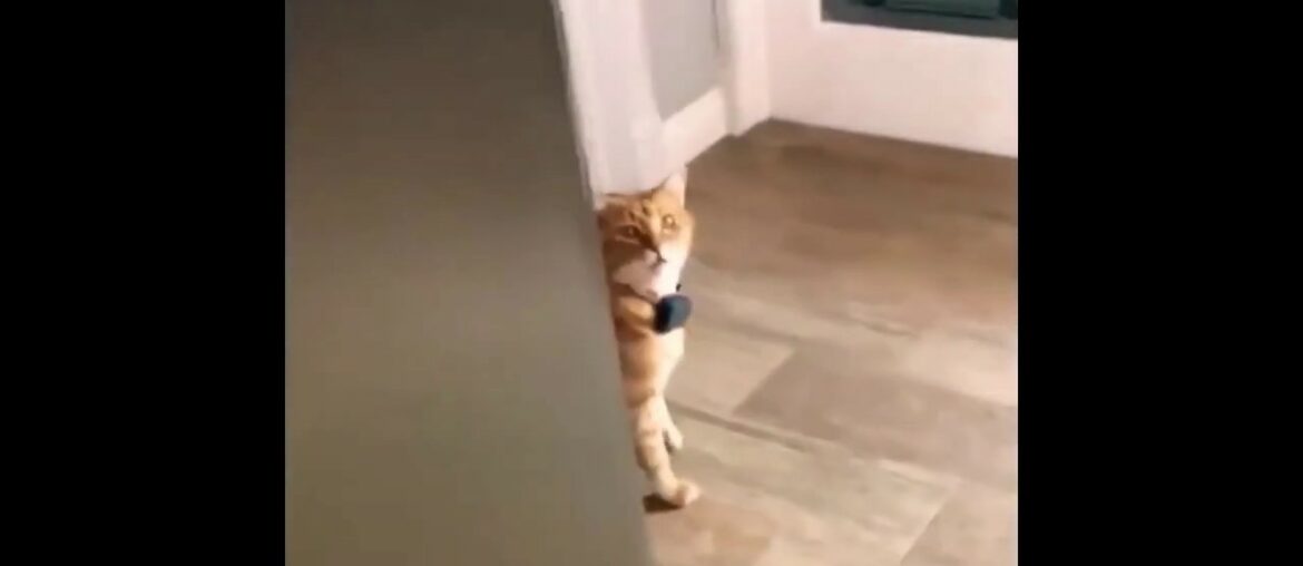 TALKING CAT TALKING CAT