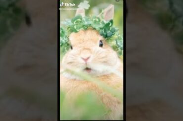 Rabbits very cite animals very small and cute