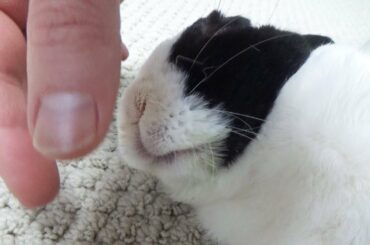 Petting the Mouth of a Sleeping Rabbit