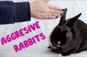 How to Bond With an Aggressive Rabbit