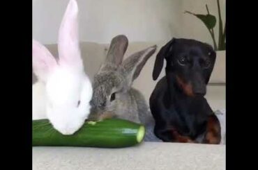 Cute bunny eating cucumber 😍😍
