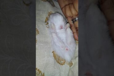 Cute baby rabbit ❤️