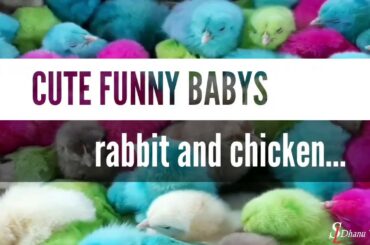 CUTE FUNNY BABYS RABBIT AND CHICKEN | SL DHANU VLOGS