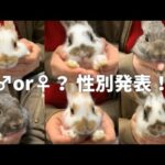 6つ子のうさぎの性別発表！〜Gender Reveal of baby rabbits〜