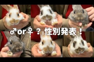 6つ子のうさぎの性別発表！〜Gender Reveal of baby rabbits〜