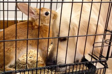 Dog Steals Hay from a Rabbit