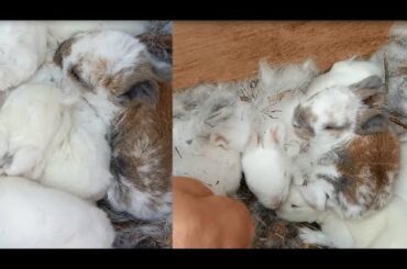 my cute rabbits.....day 13/14