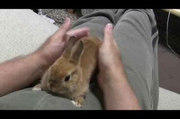 Rabbit scratching me