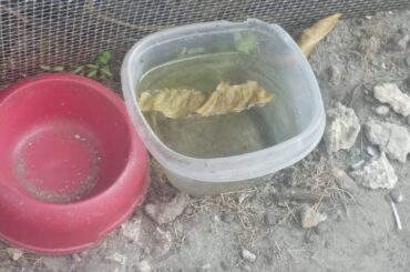 Meet my Bunny Snowy🐇