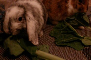 Cute rabbit eating