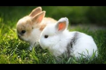 Cute Bunnies & Funny Rabbits❤️🌸