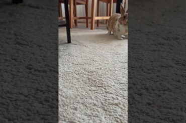 Cute rabbit shows joy and jumps