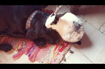 My rabbit washes my dog face ~ !