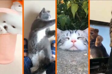 Cute Pets And Funny Animals Compilation #1 2020  Pets Collection