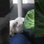 Rabbit Eating Cabbage.