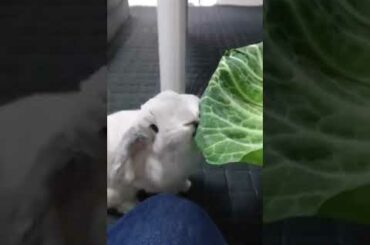 Rabbit Eating Cabbage.