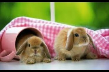 Funny Adorable Cute Bunnies