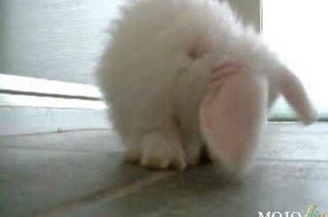 Cute Bunny