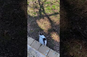 Cute bunny full of life ^MUST WATCH