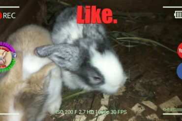 2 Cute Baby Bunnies Day 15 (DOB: Jan 30, 2020) - Bongskie Rabbitry Cebu - Bisdak Edition