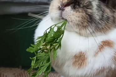 Cute rabbit eats!