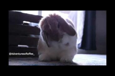 My cute bunny cleans herself