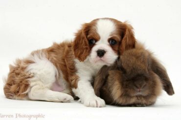 ~5 Cute Rabbit Photos~