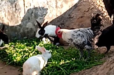 Hen Rabbit Duck Pegon in A.R dairy form hasilpur bhawalpur pakistan