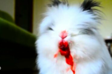 Killer Bunny Tears The Life Out Of Little Berries | The Dodo