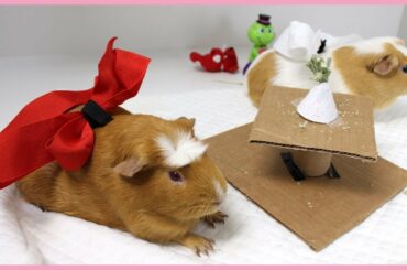 Guinea pig speed dating