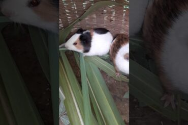 So sweet cute rabbit