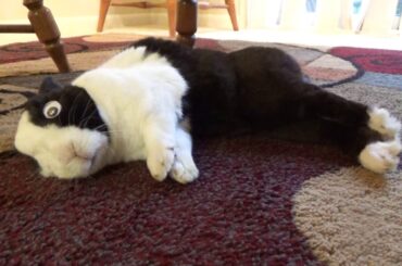 Sleeping rabbit with googly eyes