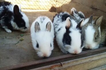 Rabbits baby, The Cutest Baby Bunnies -Newborn to 28 Days!