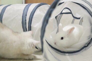 Baby bunny Neytiri plays in the maze with his friends - cats and kitten Coco