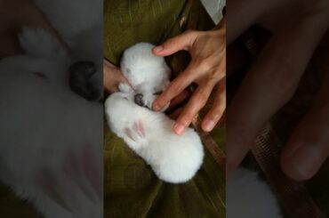 Cutest baby rabbits