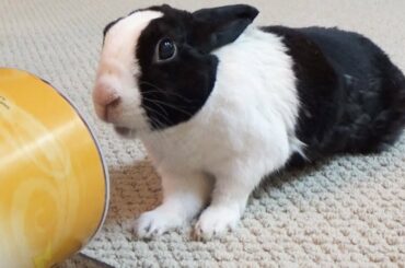 Dramatic rabbit trying to resist eating oats