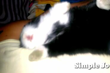 Baby rabbit sasuke cute sleeping habbit