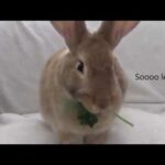 Cute Bunny Tries different foods
