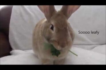 Cute Bunny Tries different foods
