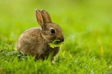 Cute Bunnies Playing