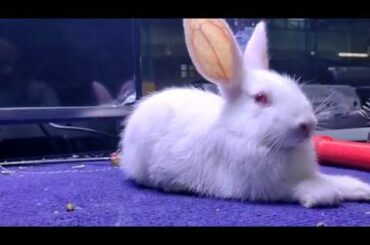 RABBIT CUTE FILLING SLEEPY AT NIGHT