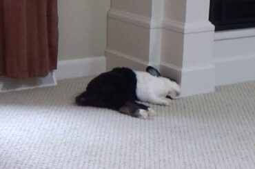 Sleeping rabbit dreaming about being attacked by bees!