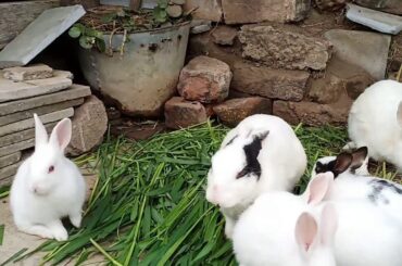 Cutest Bunny Rabbits Together