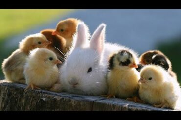 The Tortoise and the Hare | Peter Rabbit | Funny Cute Bunny Video | Susan B. Anthony Stranger Things