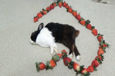 Waking A Sleeping Rabbit By Surrounding Him With Strawberries
